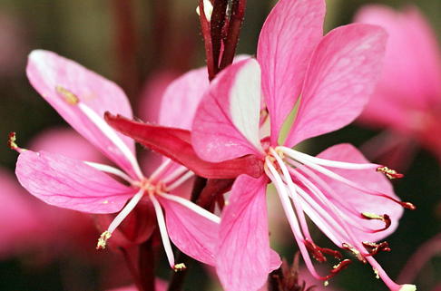 Prachtkerze 'Grace' - Oenothera lindheimeri 'Grace'