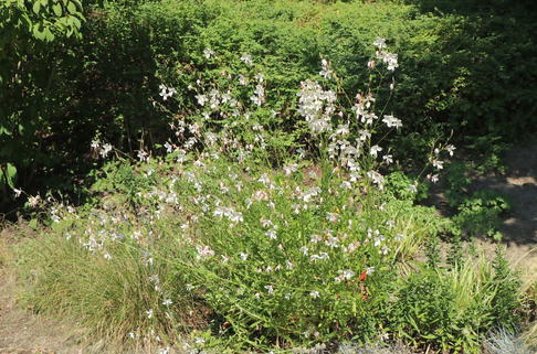 Prachtkerze - Oenothera lindheimeri