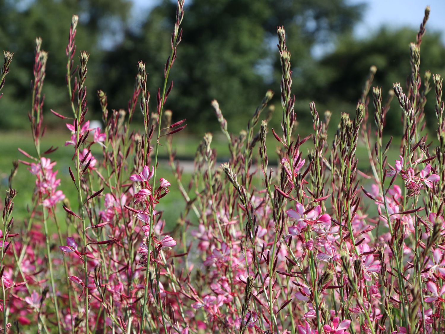 Prachtkerze 'Rosy Jane'