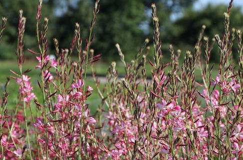 Prachtkerze 'Rosy Jane' - Oenothera lindheimeri 'Rosy Jane'