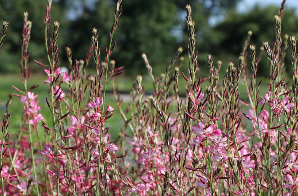 Nachtkerzen Oenothera Infos Pflanzen Dieser Gattung nachtkerzen-oenothera-infos-pflanzen-dieser-gattung