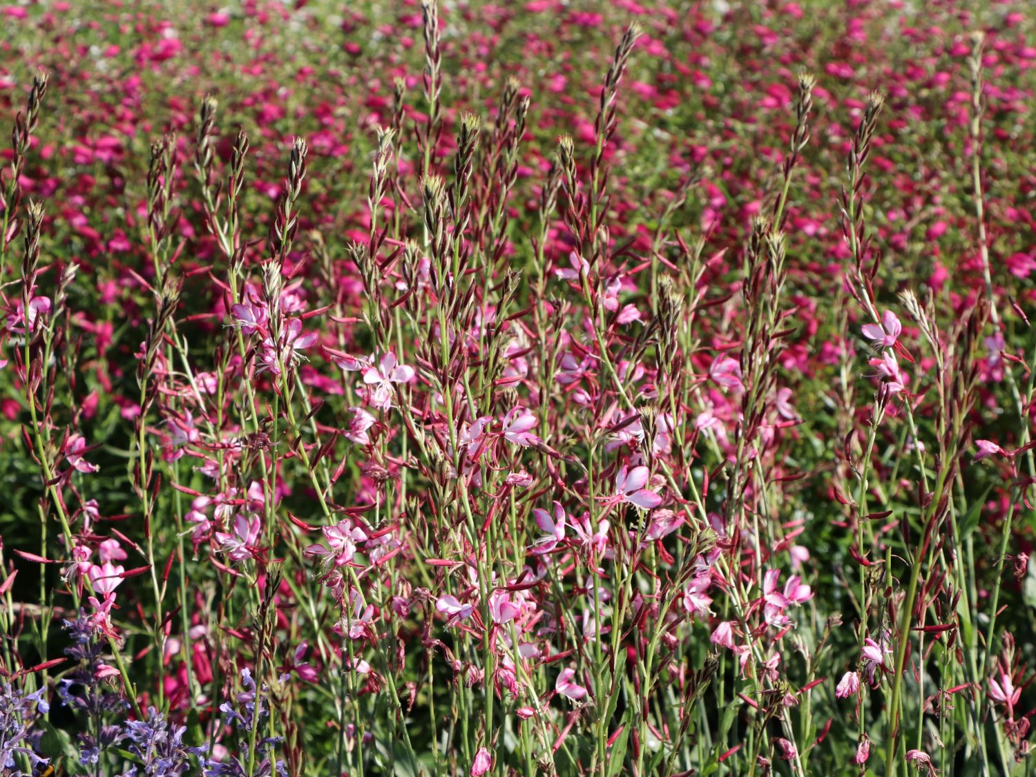 Prachtkerze 'Rosy Jane' - Oenothera lindheimeri 'Rosy Jane'