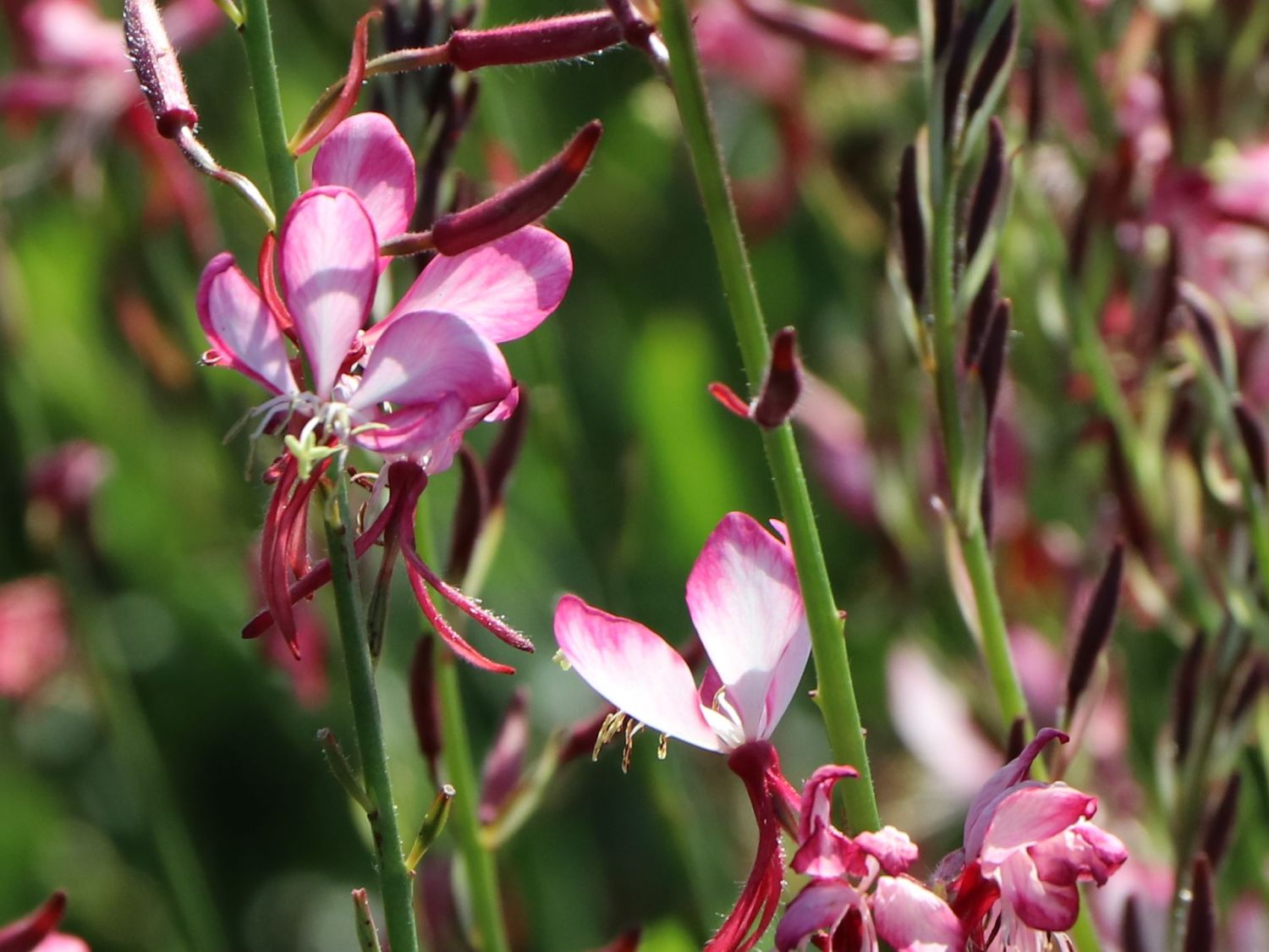 Prachtkerze 'Rosy Jane' - Oenothera lindheimeri 'Rosy Jane'