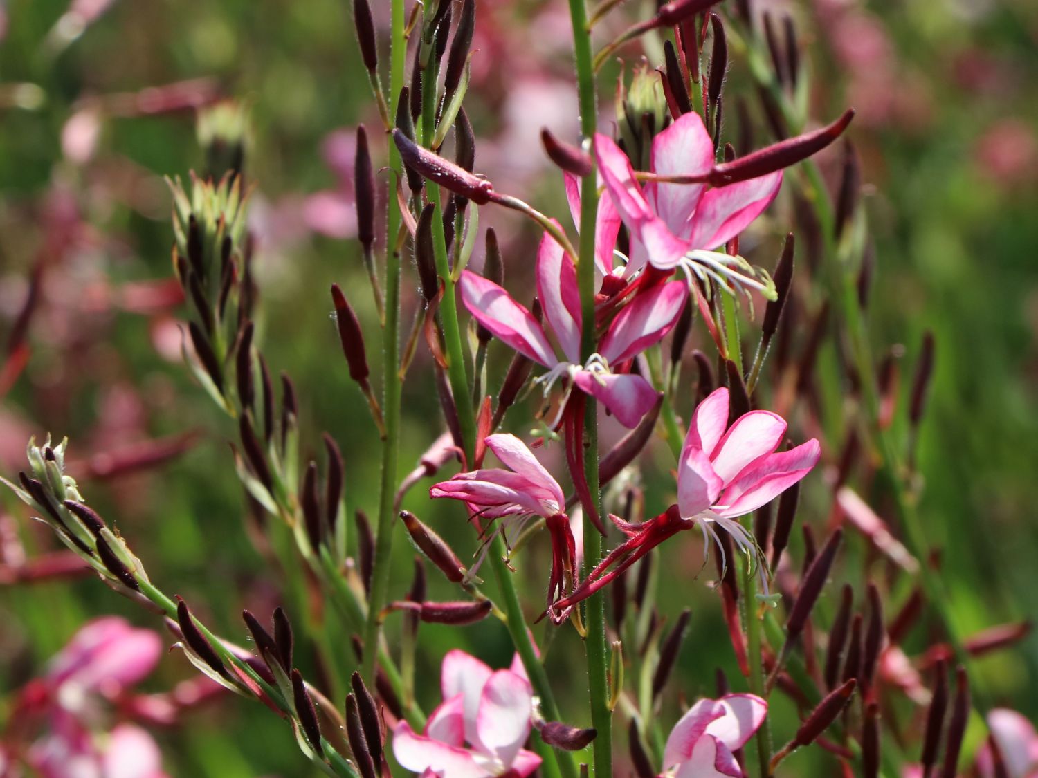 Prachtkerze 'Rosy Jane' - Oenothera lindheimeri 'Rosy Jane'