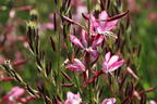 Prachtkerze 'Rosy Jane' - Oenothera lindheimeri 'Rosy Jane'