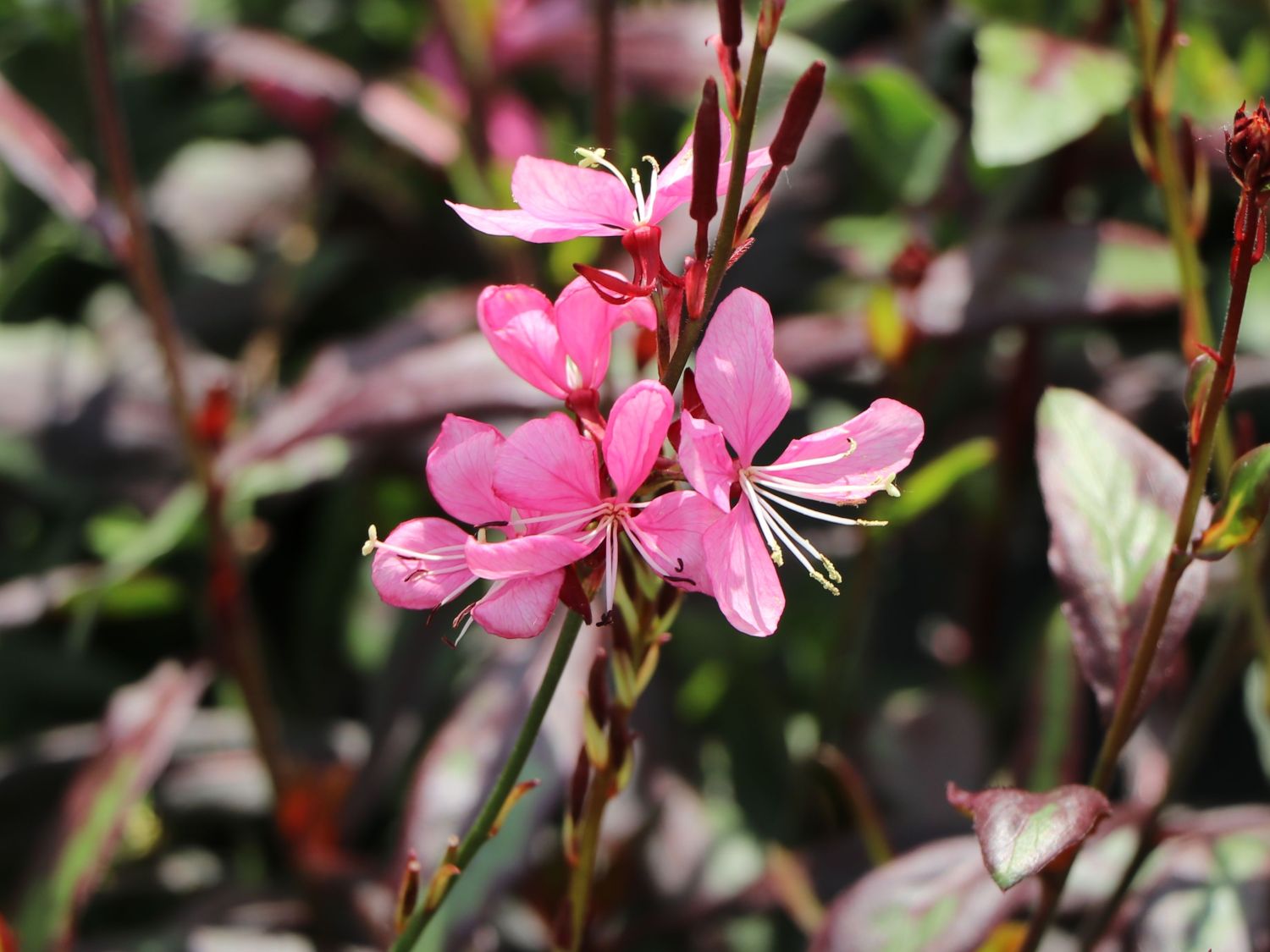 Prachtkerze 'Rosy Jane' - Oenothera lindheimeri 'Rosy Jane'
