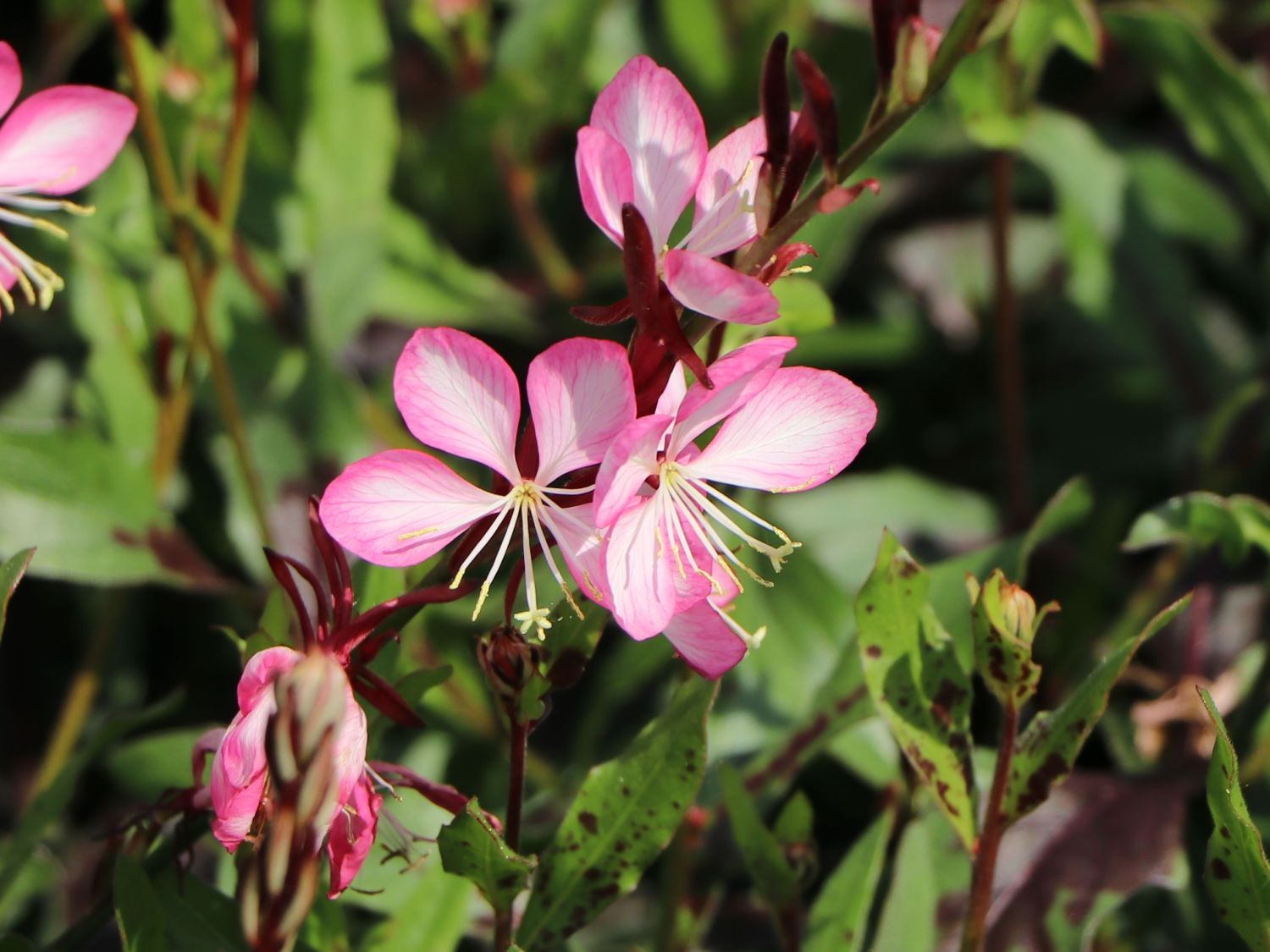 Prachtkerze 'Rosy Jane' - Oenothera lindheimeri 'Rosy Jane'