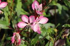 Prachtkerze 'Rosy Jane' - Oenothera lindheimeri 'Rosy Jane'