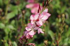Prachtkerze 'Rosy Jane' - Oenothera lindheimeri 'Rosy Jane'