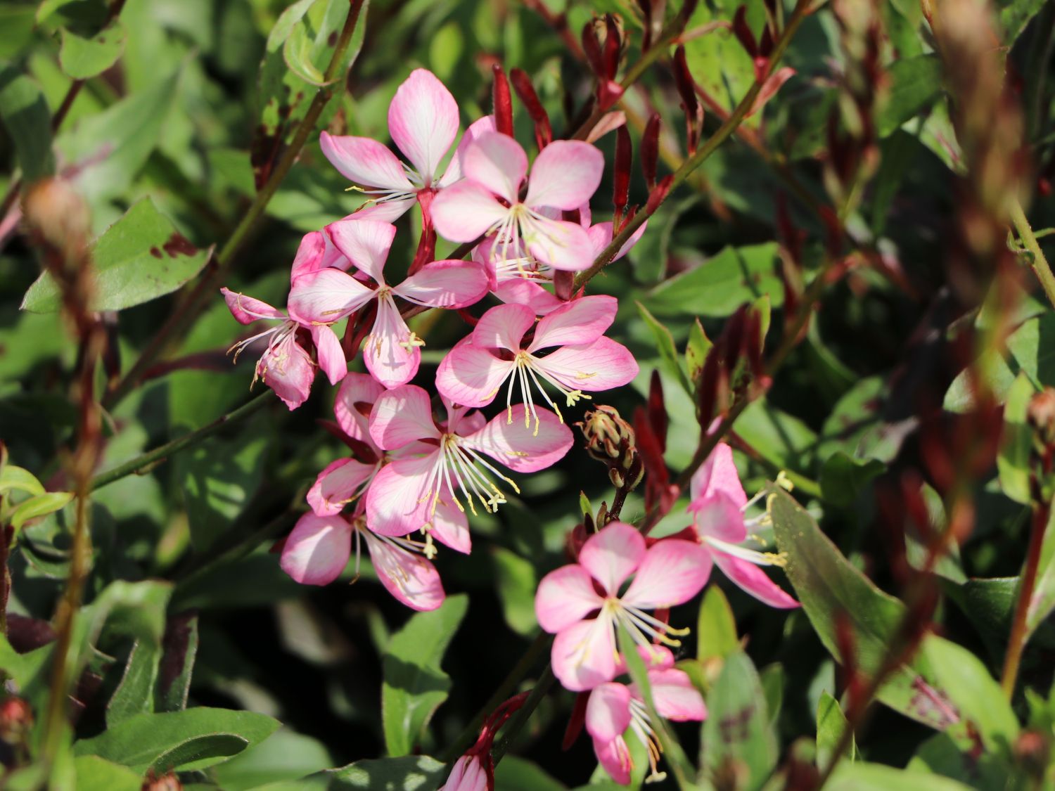 Prachtkerze 'Rosy Jane' - Oenothera lindheimeri 'Rosy Jane'