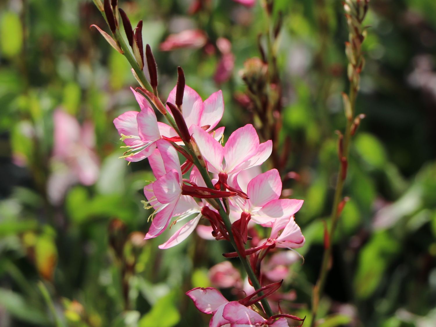 Prachtkerze 'Rosy Jane' - Oenothera lindheimeri 'Rosy Jane'