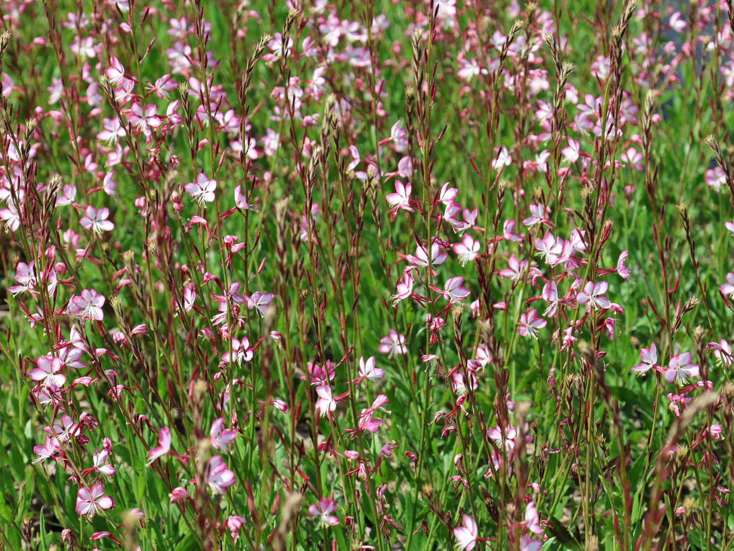 Prachtkerze 'Rosy Jane' - Oenothera lindheimeri 'Rosy Jane'