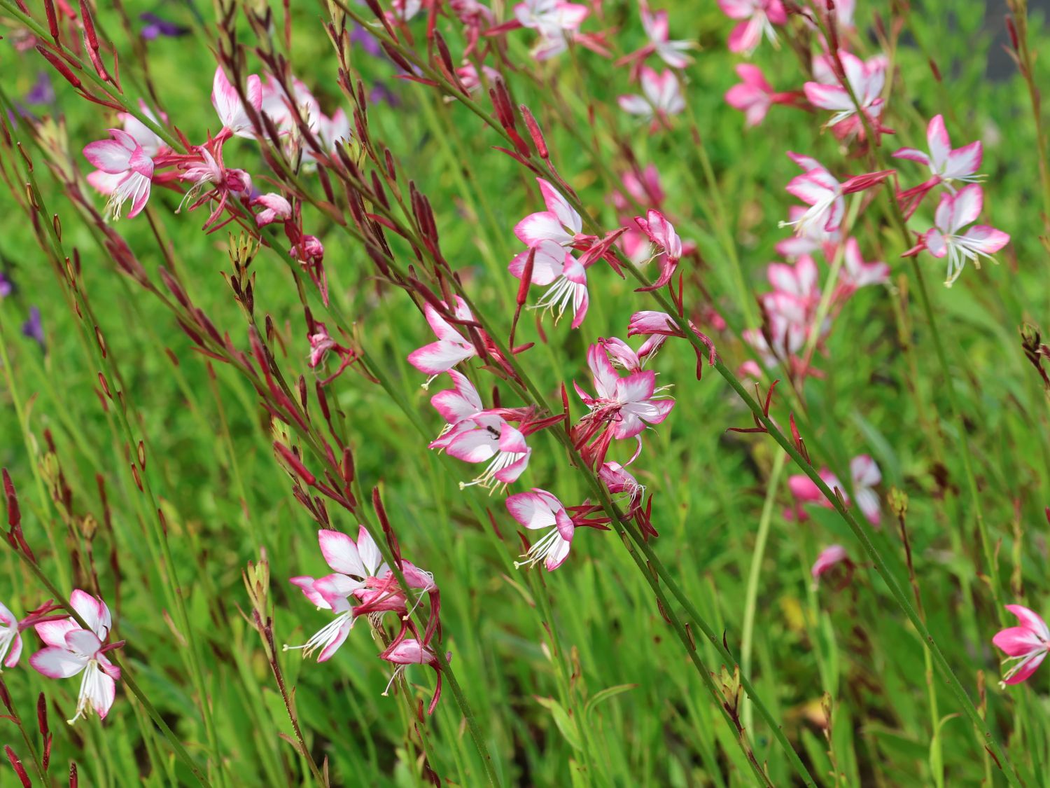 Prachtkerze 'Rosy Jane' - Oenothera lindheimeri 'Rosy Jane'