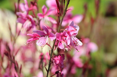 Prachtkerze 'Siskiyou Pink' - Oenothera lindheimeri 'Siskiyou Pink'