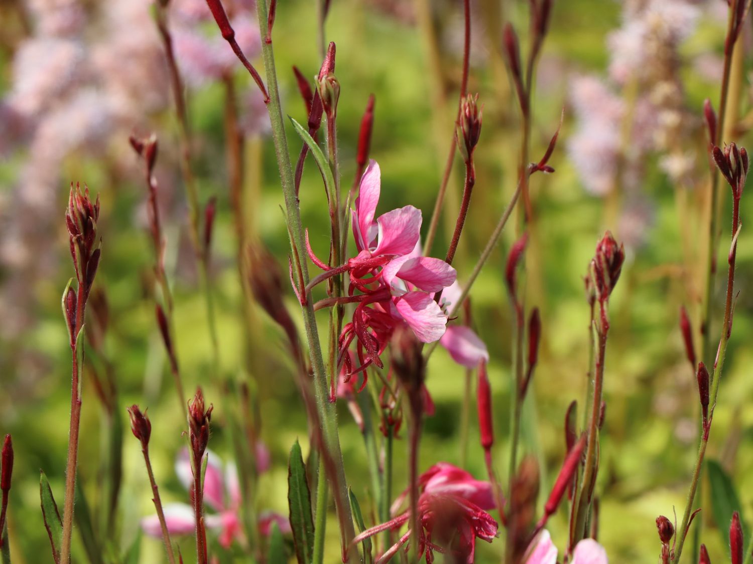 Myrtenartige (Myrtales)