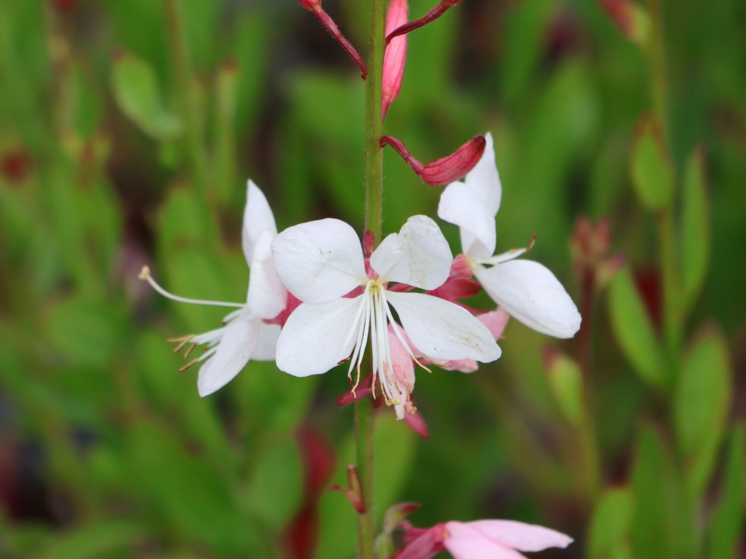 Prachtkerze 'Sparkle White'