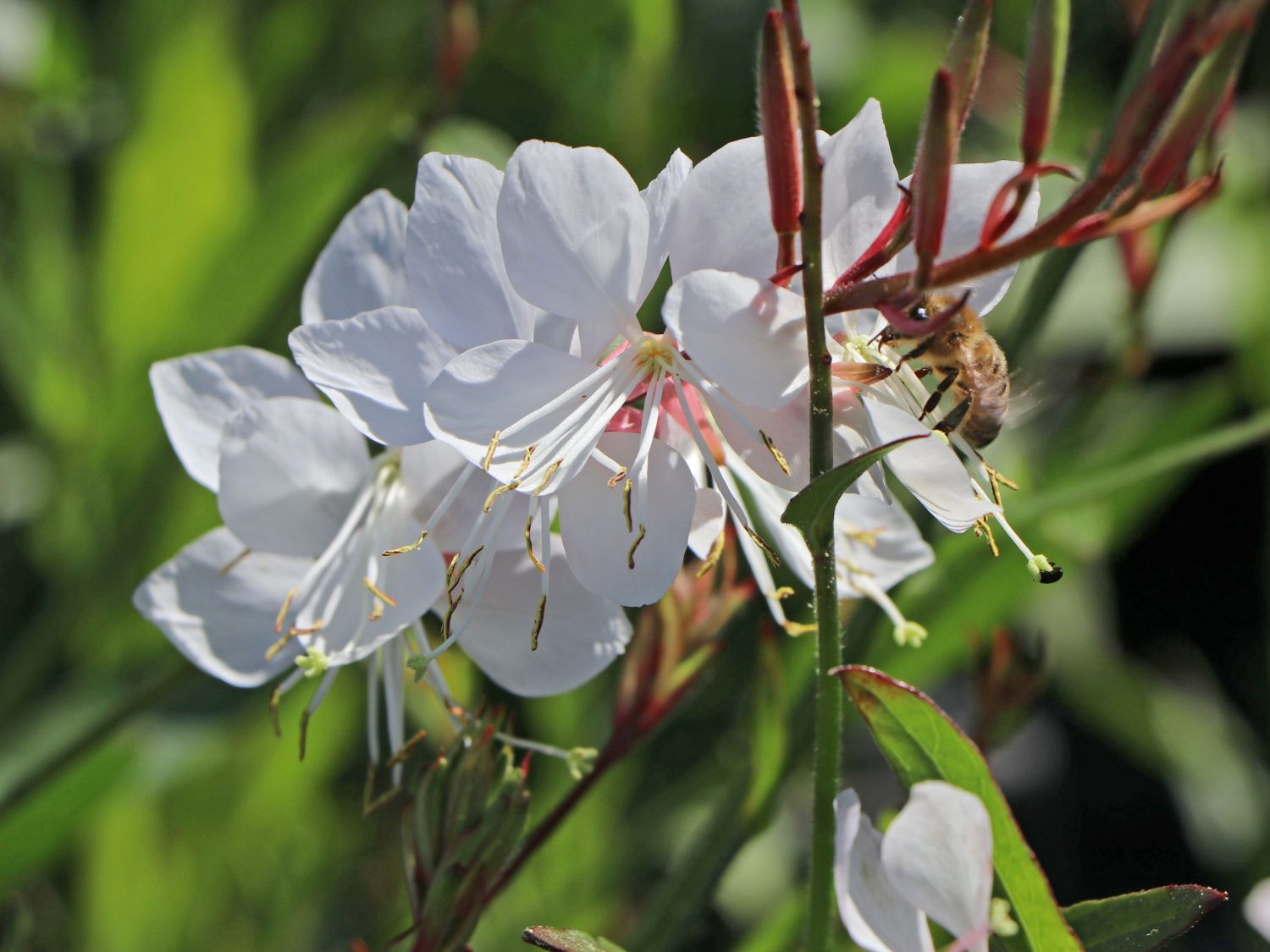 Prachtkerze 'Whirling Butterflies'