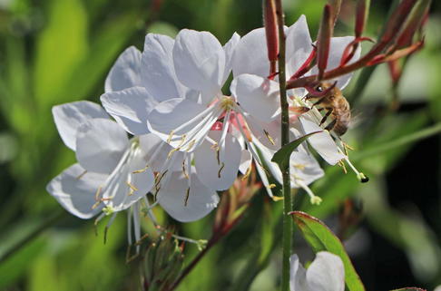Prachtkerze 'Whirling Butterflies' - Oenothera lindheimeri 'Whirling Butterflies'