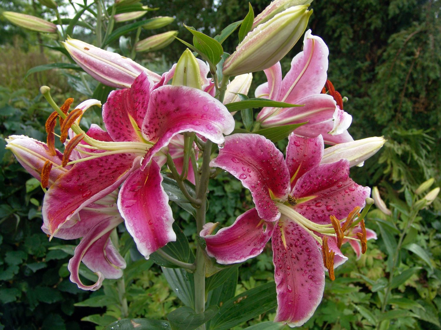 Lilien (Lilium)