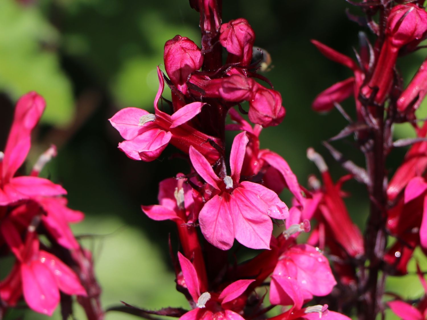 Prachtlobelie 'Fan® Scarlet' - Lobelia x speciosa 'Fan® Scarlet'