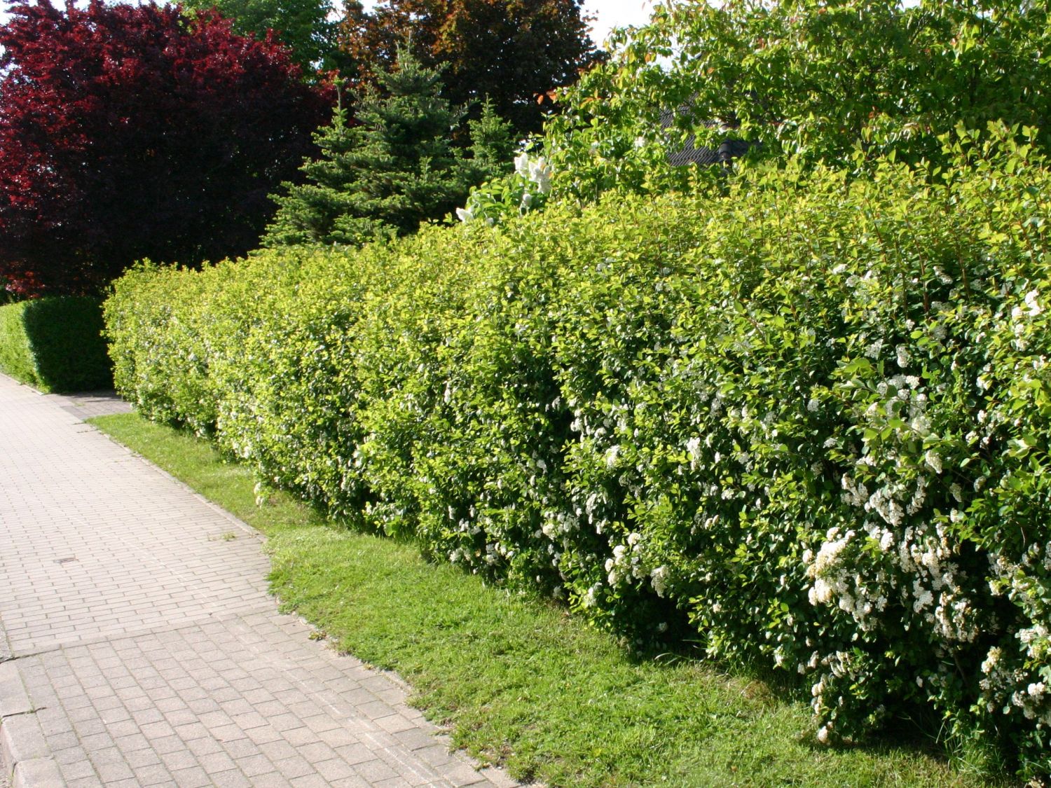 Prachtspiere Buntstifter - Buntstifter Spiraea vanhouttei