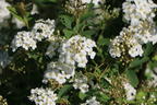 Prachtspiere Buntstifter - Buntstifter Spiraea vanhouttei