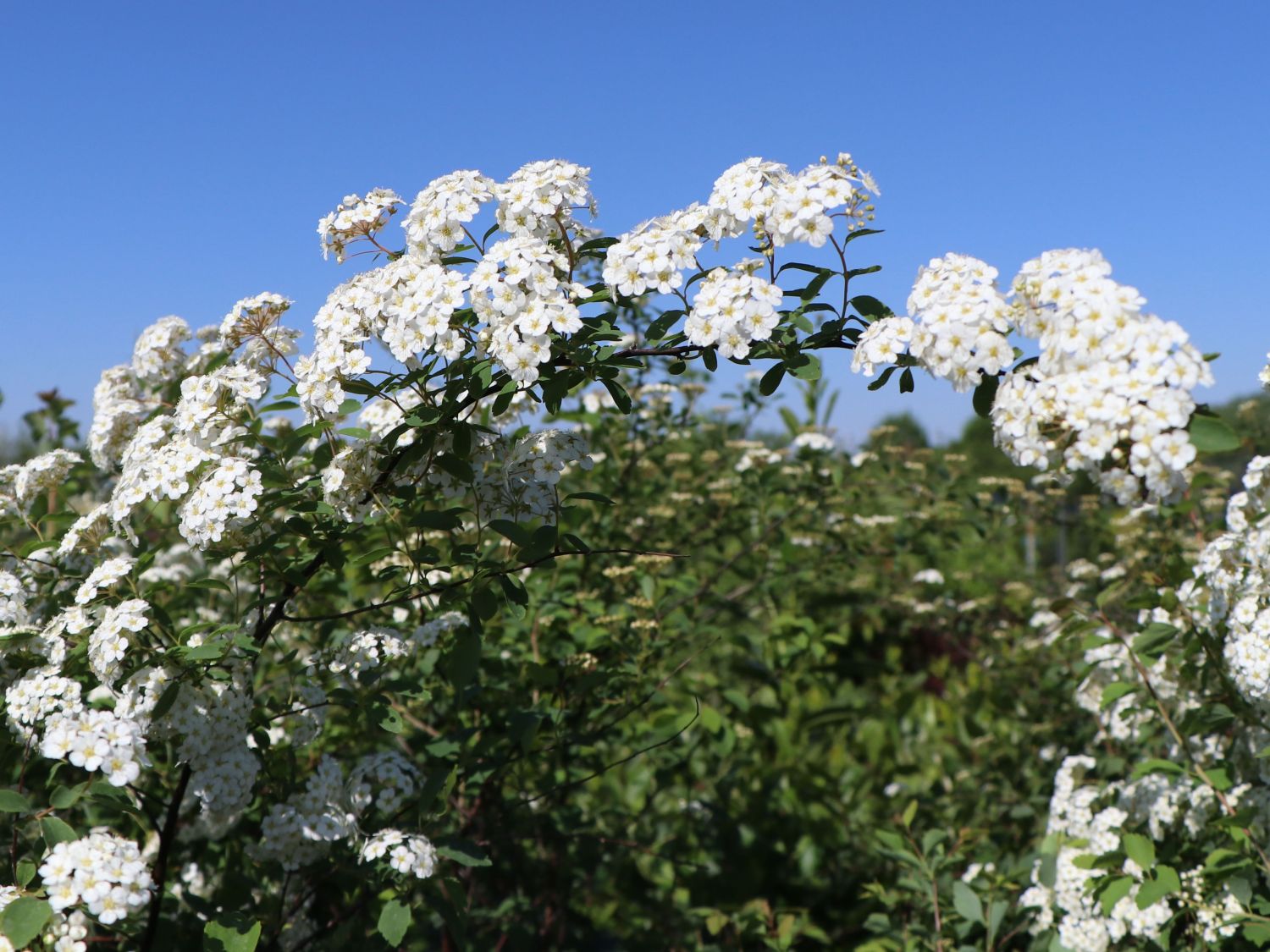 Prachtspiere Buntstifter - Buntstifter Spiraea vanhouttei