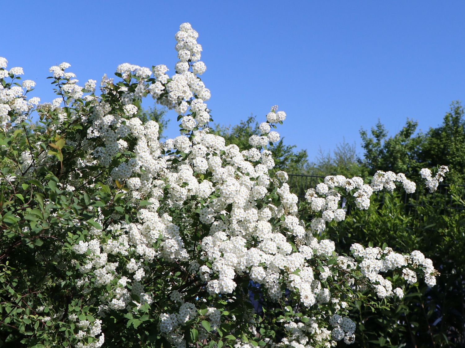 Prachtspiere Buntstifter - Buntstifter Spiraea vanhouttei
