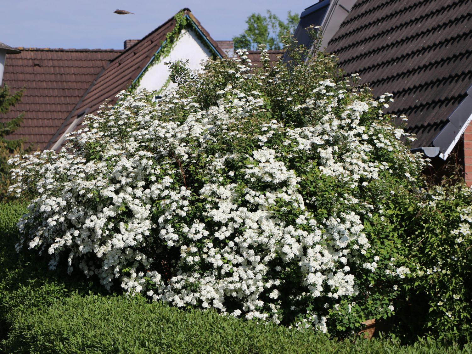 Prachtspiere Buntstifter - Buntstifter Spiraea vanhouttei