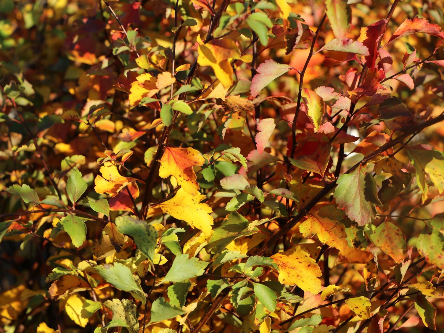Prachtspiere Buntstifter - Buntstifter Spiraea vanhouttei