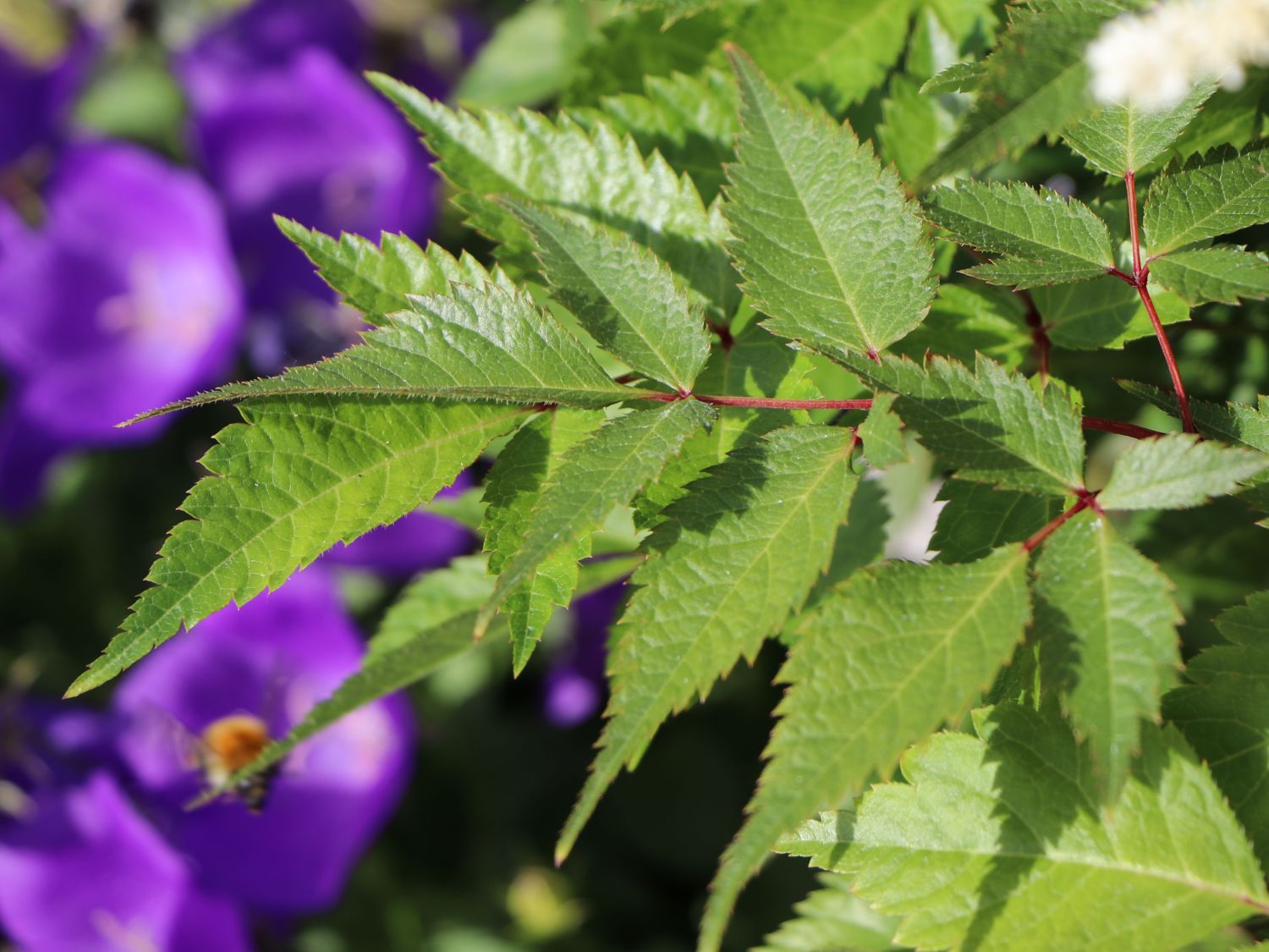 Prachtspiere 'Deutschland' - Astilbe japonica 'Deutschland'