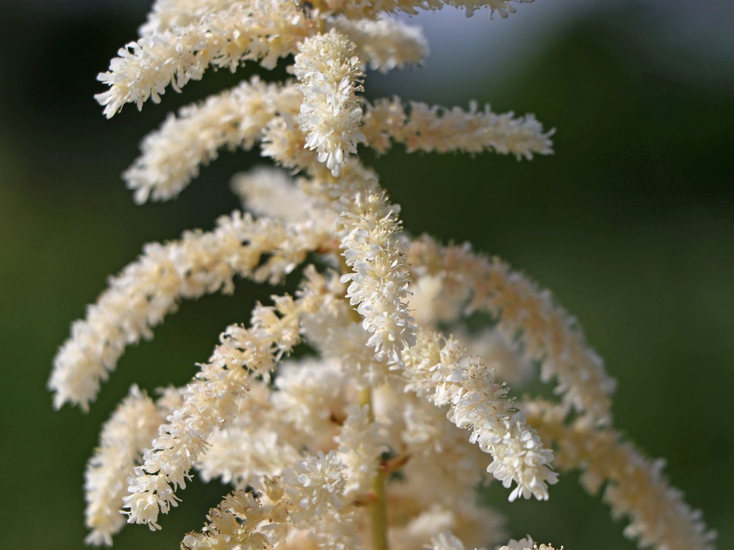 Prachtspiere 'Deutschland' - Astilbe japonica 'Deutschland'