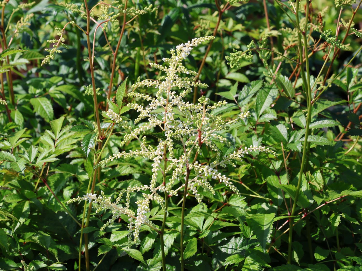 Prachtspiere 'Irrlicht'