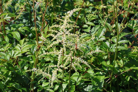 Prachtspiere 'Irrlicht' - Astilbe japonica 'Irrlicht'