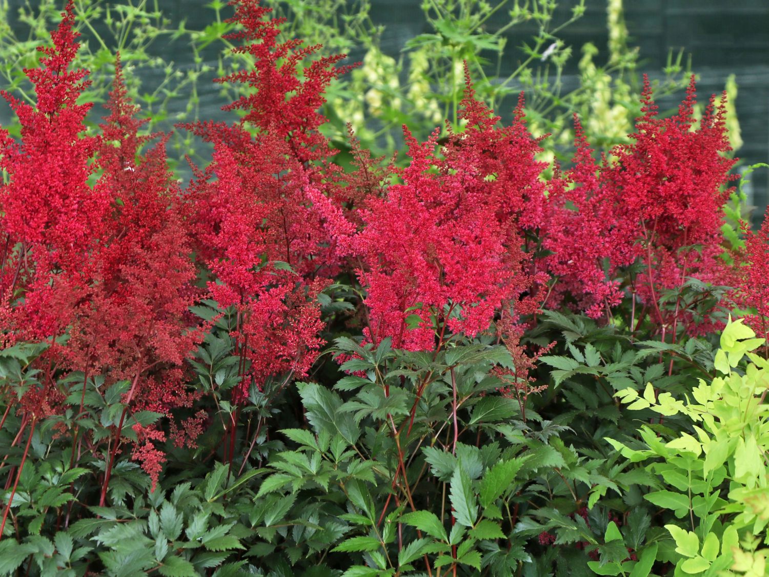 Prachtspiere 'Montgomery' - Astilbe japonica 'Montgomery'