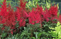 Prachtspiere 'Montgomery'