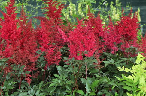 Prachtspiere 'Montgomery' - Astilbe japonica 'Montgomery'