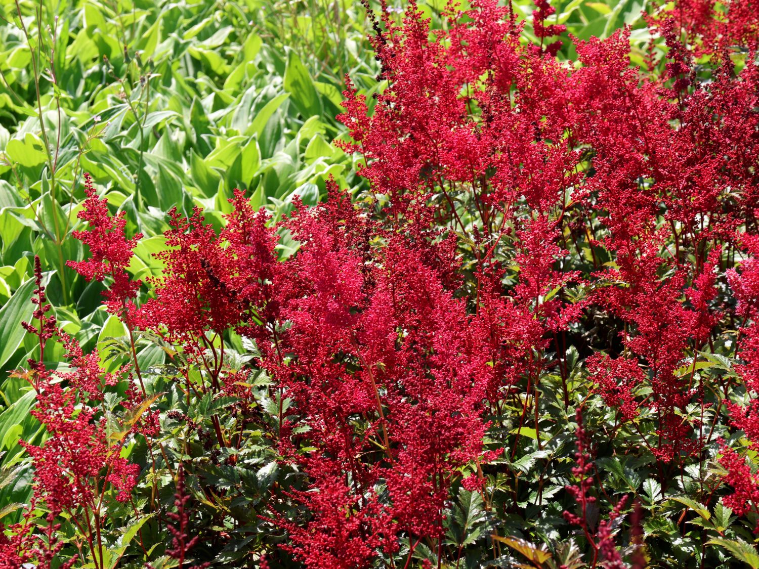 Prachtspiere 'Red Sentinel' - Astilbe japonica 'Red Sentinel'