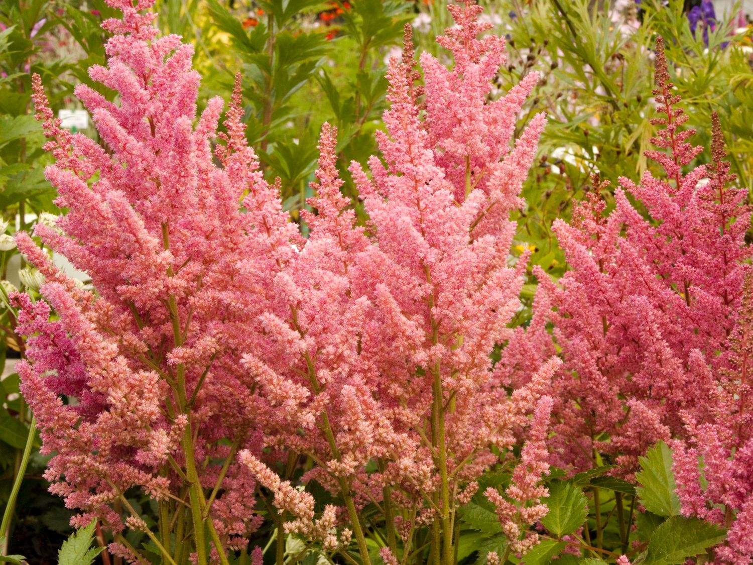 Prachtspiere 'Vision in Pink'