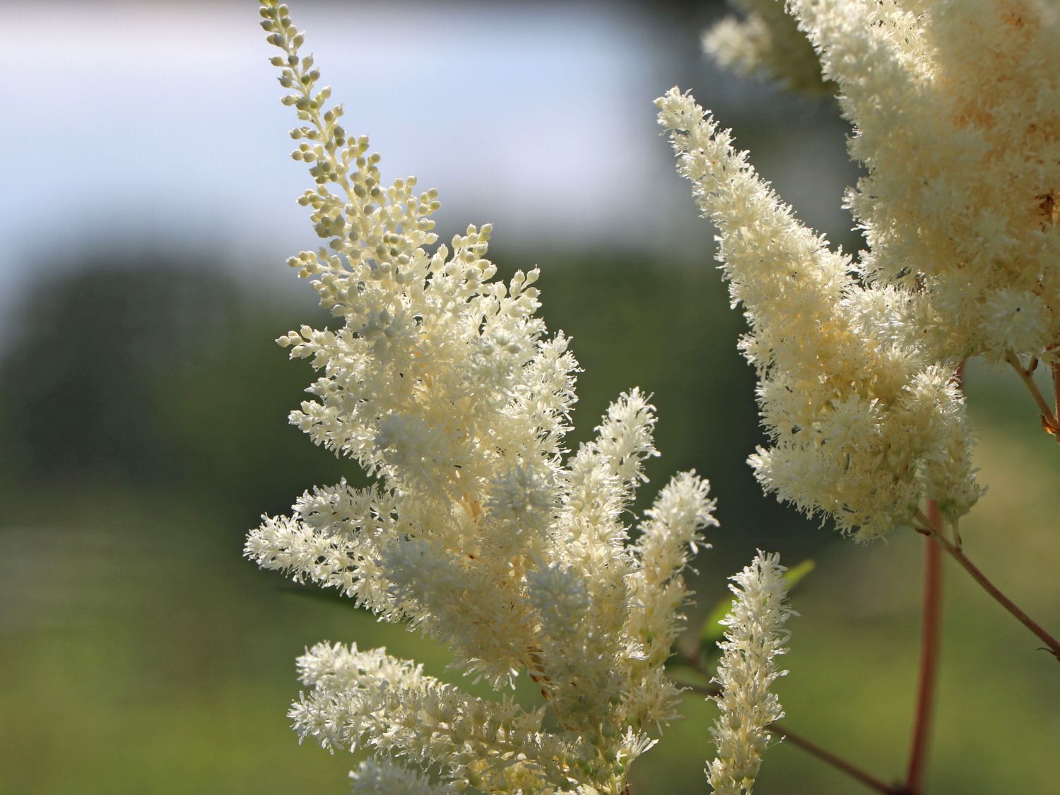 Prachtspiere 'Vision in White' ®