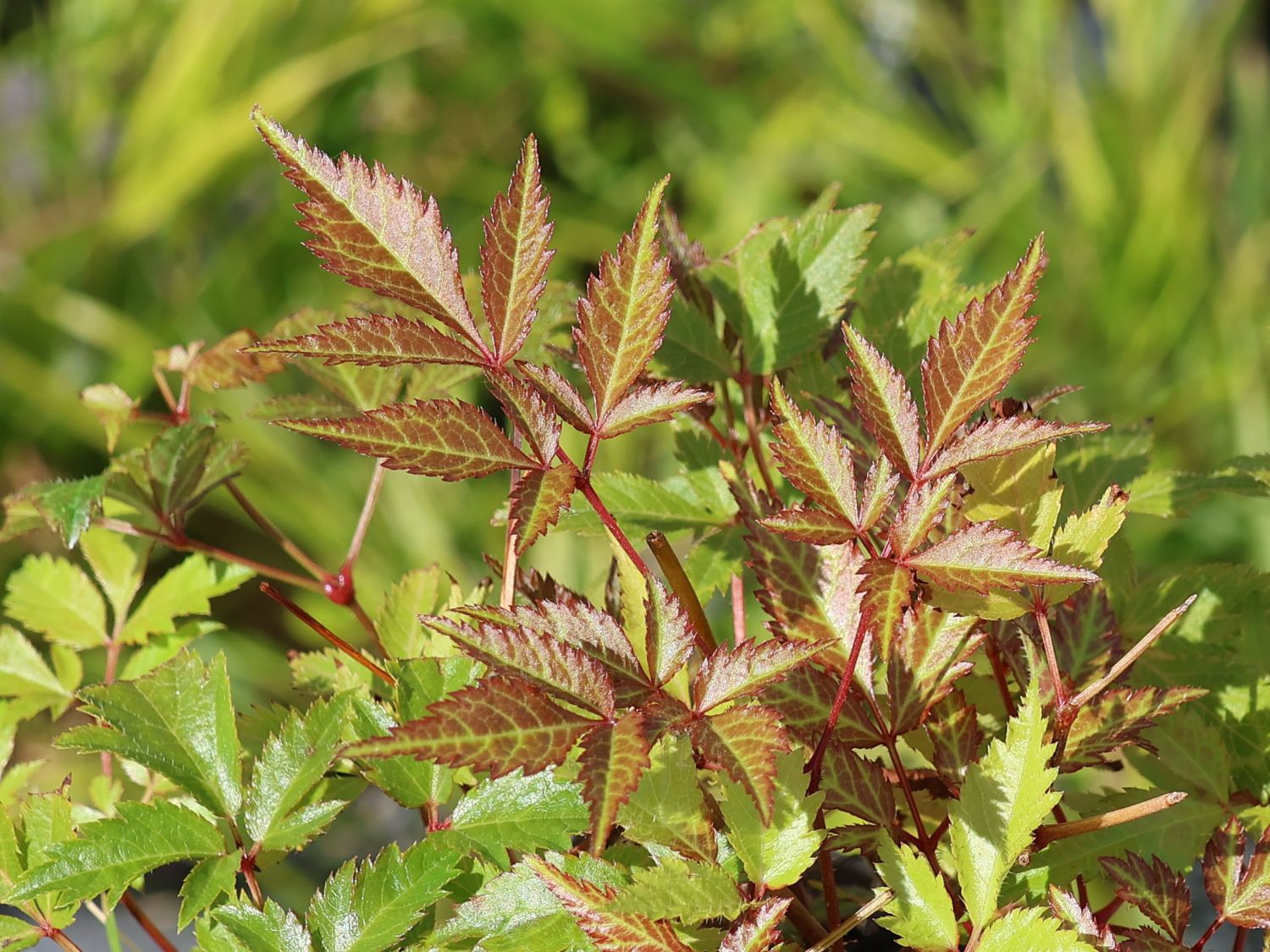 Prachtspiere 'Washington'