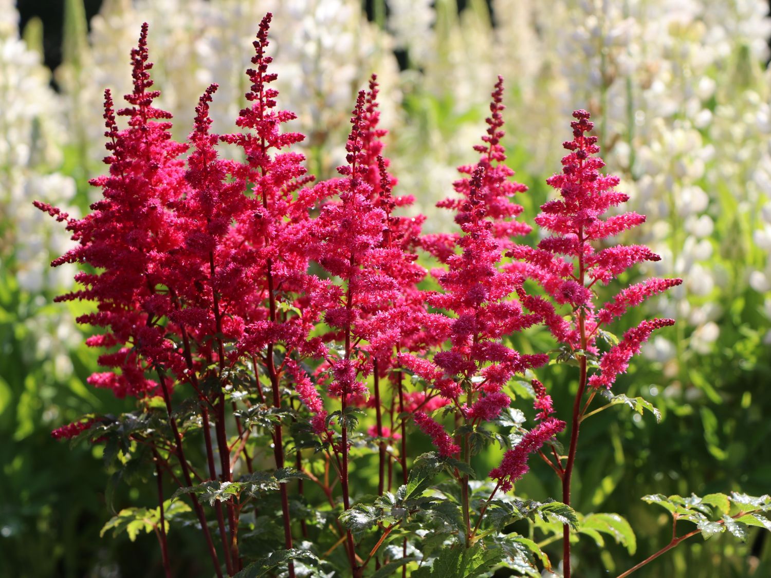 Prachtspiere 'Younique Carmine' ®