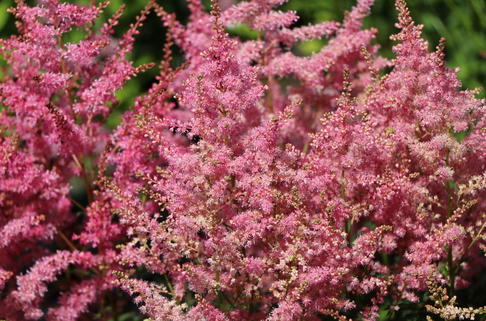 Prachtspiere 'Younique Pink' - Astilbe japonica 'Younique Pink' ®