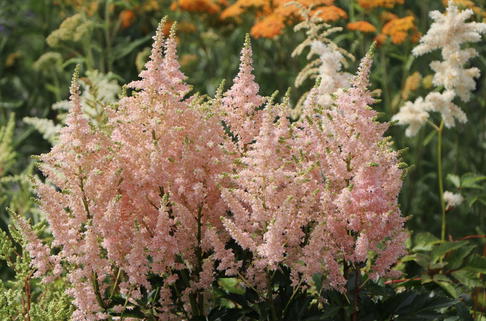 Prachtspiere 'Younique Salmon' - Astilbe japonica 'Younique Salmon'