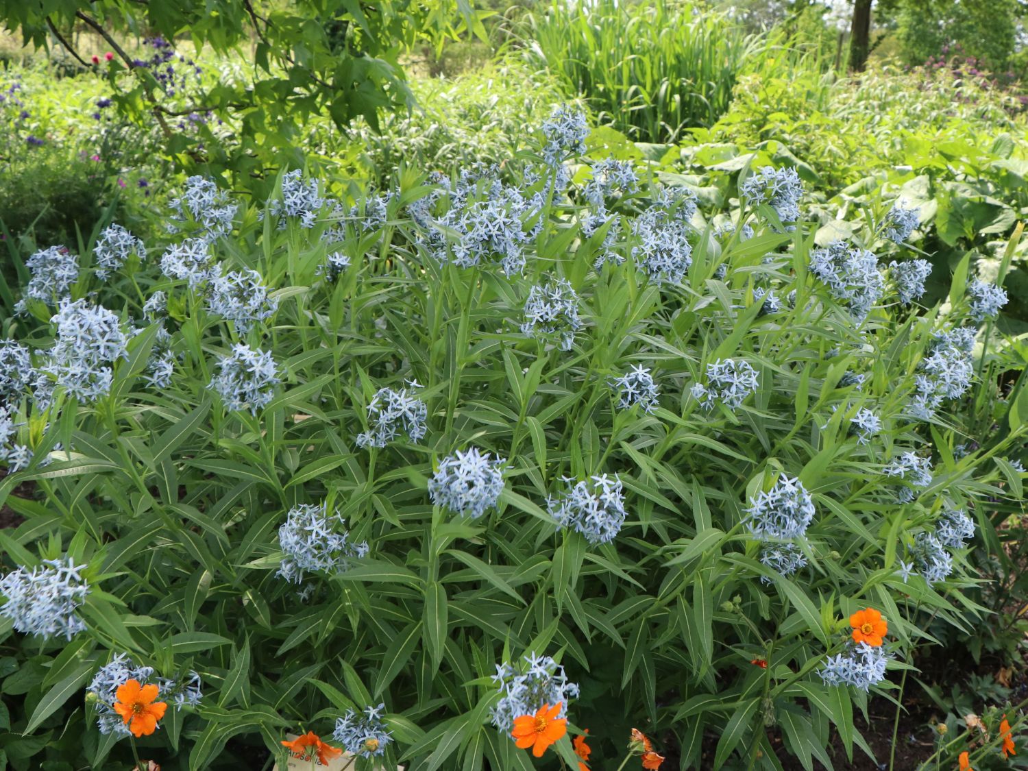 Prachtvoller Röhrenstern