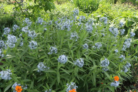 Prachtvoller Röhrenstern - Amsonia illustris
