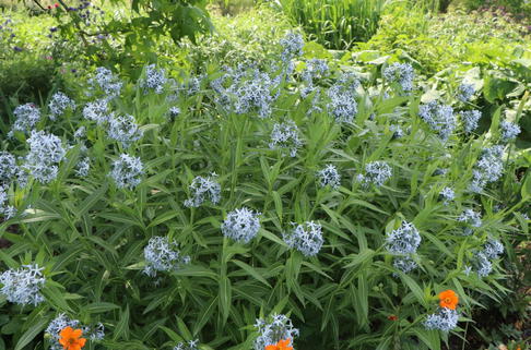 Prachtvoller Röhrenstern - Amsonia illustris