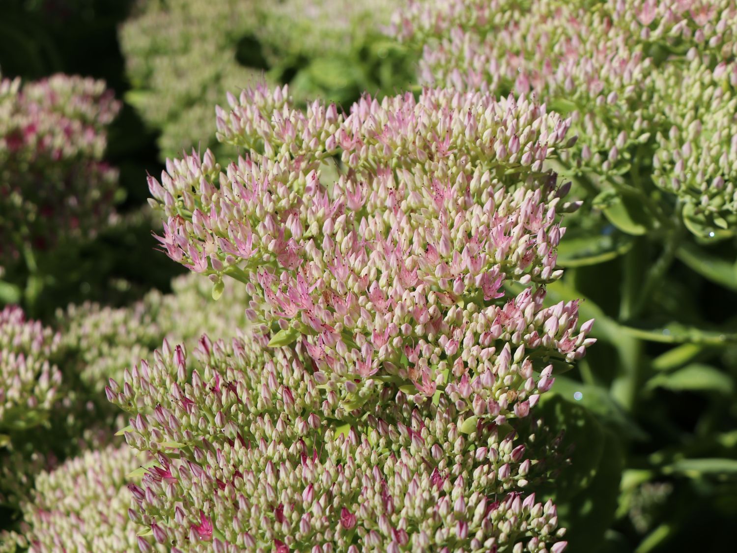 Prächtige Fetthenne 'Lisa'