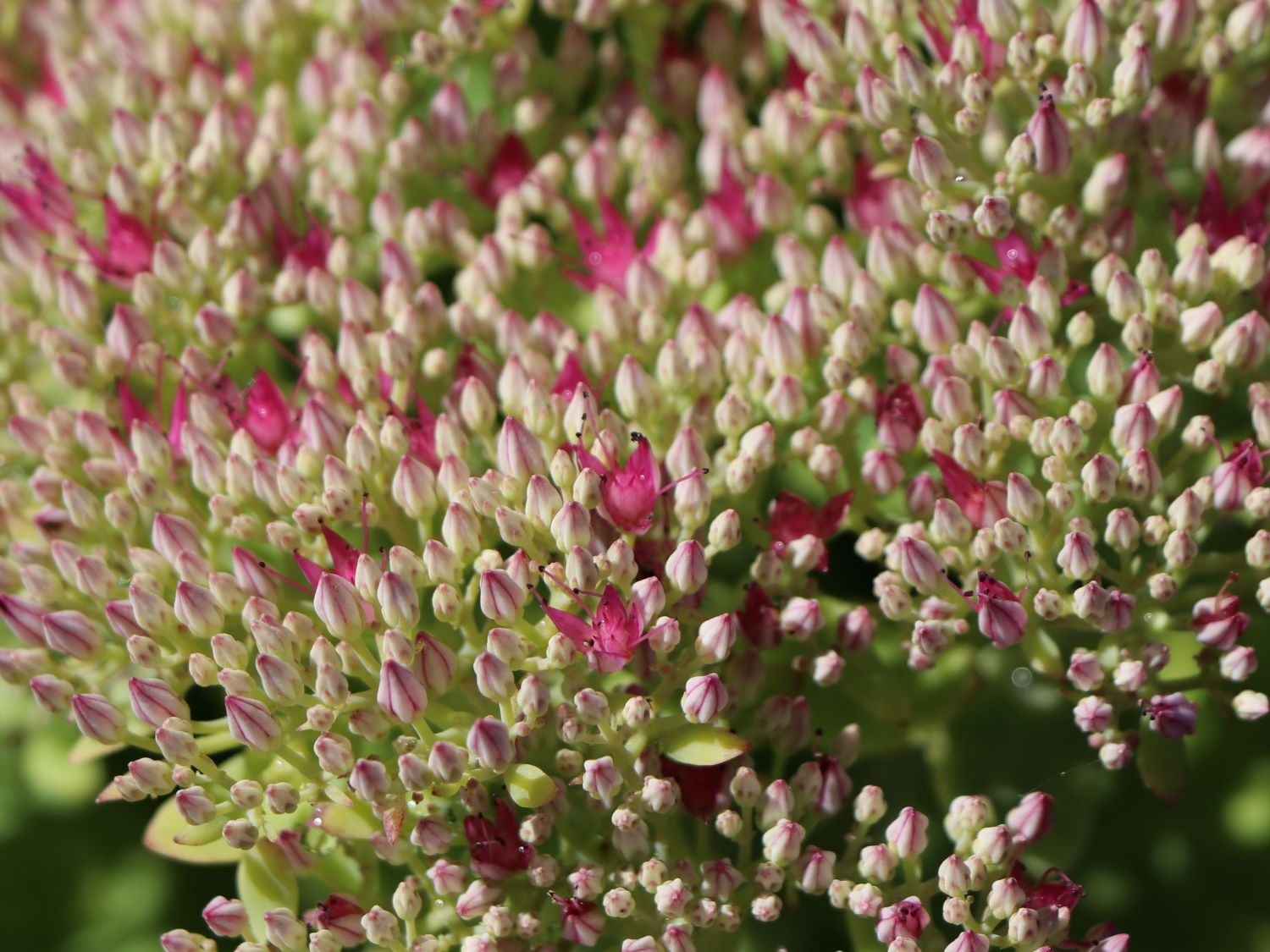Prächtige Fetthenne 'Lisa' - Sedum spectabile 'Lisa'