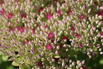 Prächtige Fetthenne 'Lisa' - Sedum spectabile 'Lisa'